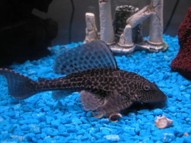Плекостомус рыбка аквариумная фото Pet fish, Plecostomus, Tropical freshwater fish