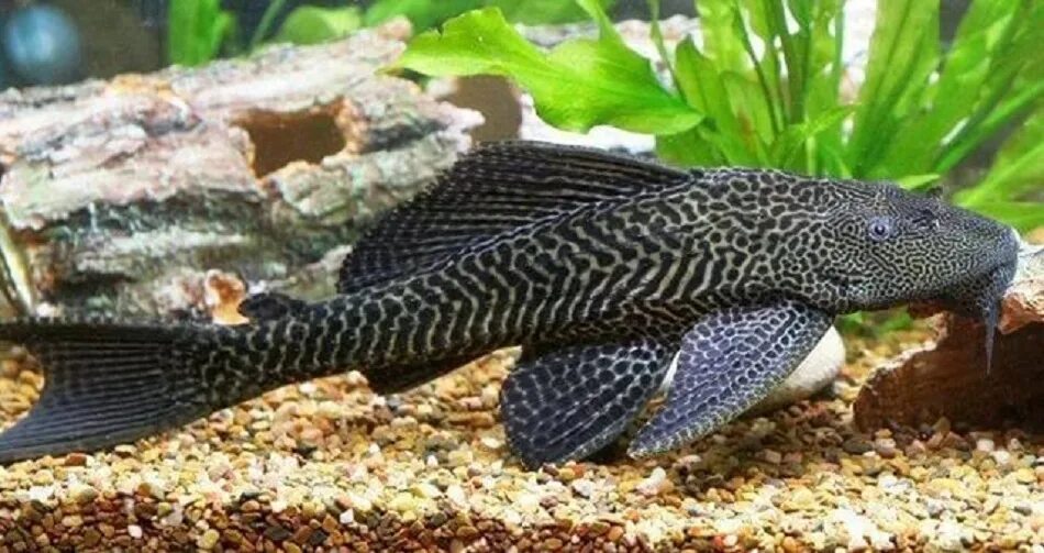 Плекостомус рыбка аквариумная фото Плекостомус - купить в интернет-магазине Лавка Аквариумиста