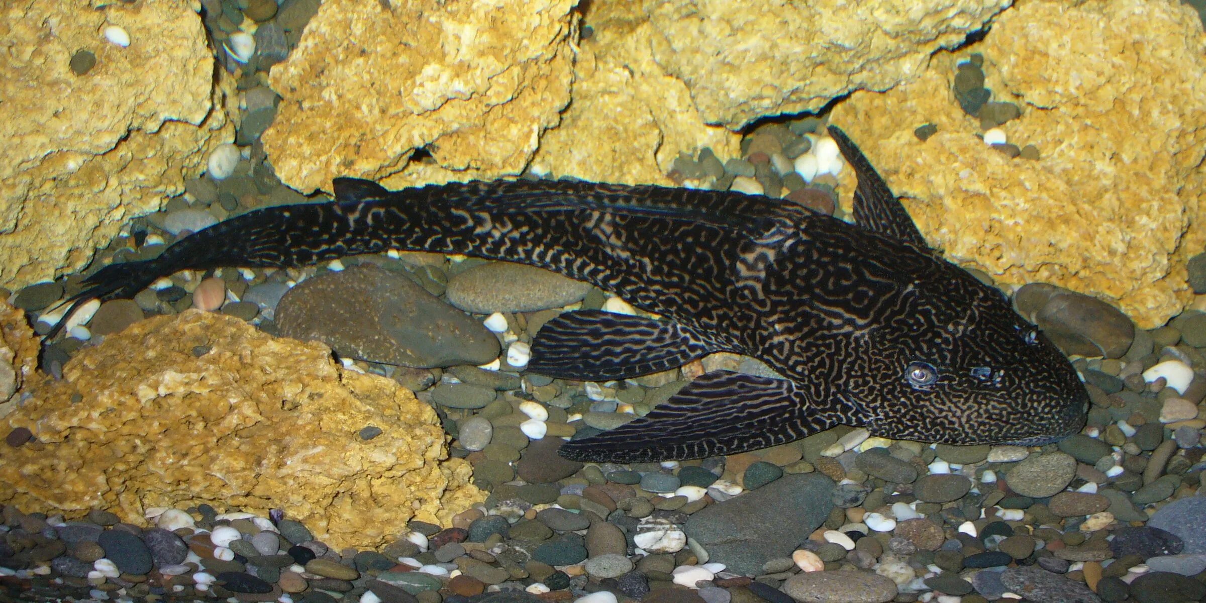 Плекостомус рыбка аквариумная фото Plecostomus in my pond Beautiful fish, Plecostomus, Lizard