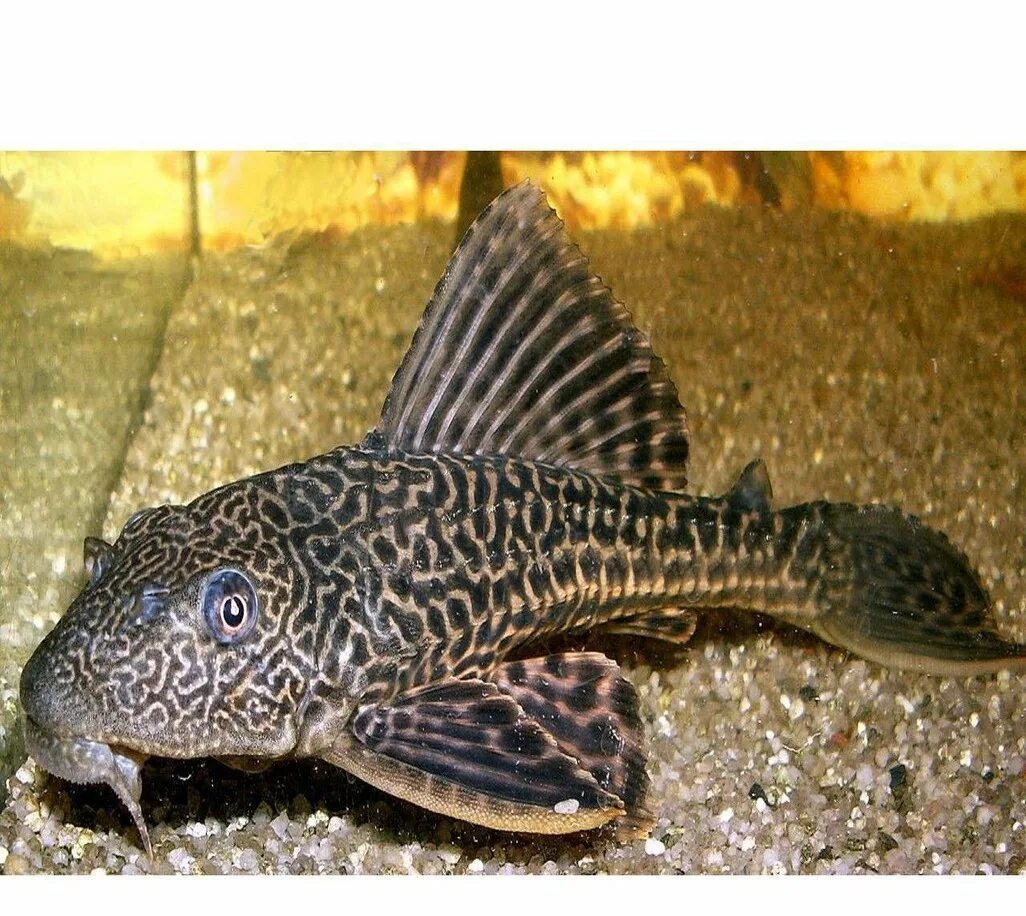 Плекостомус рыбка аквариумная фото plecostomus tank cleaner fish name - svetlanavikulova.ru