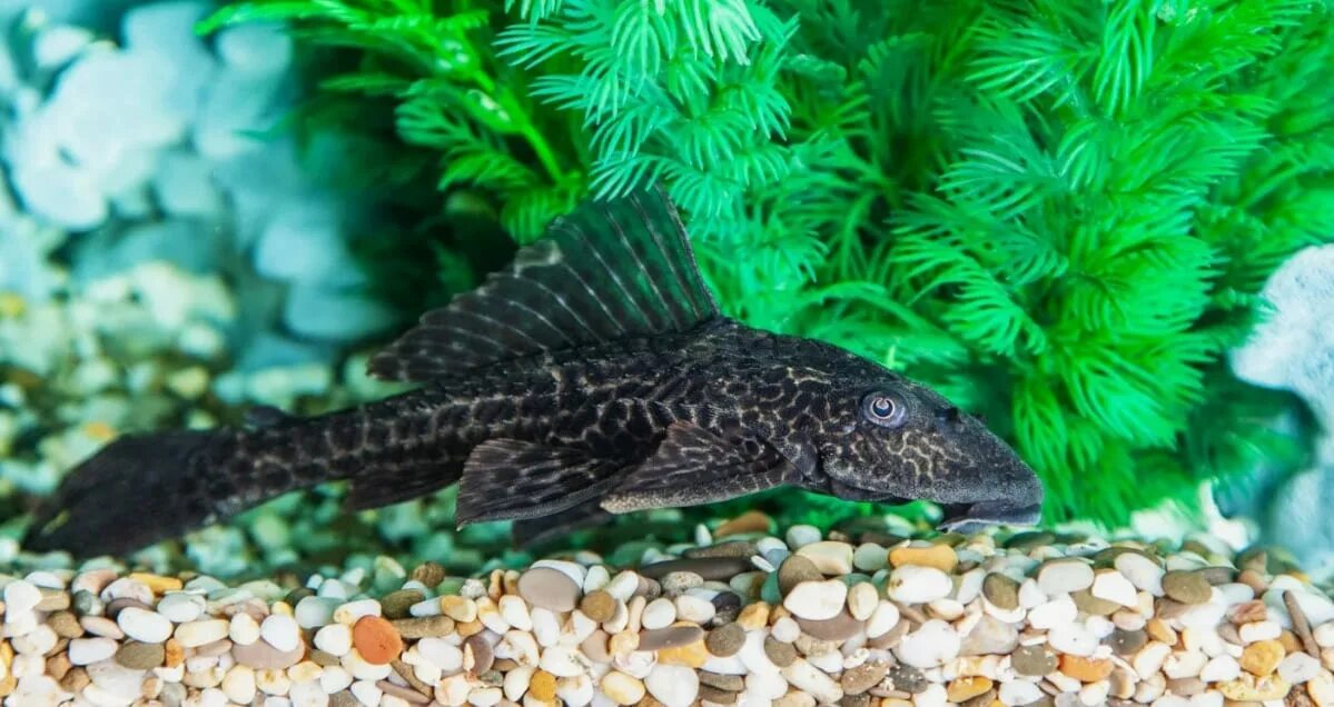 Плекостомус рыбка аквариумная фото ПЛЕКОСТОМУС - Hypostomus plecostomus 5см