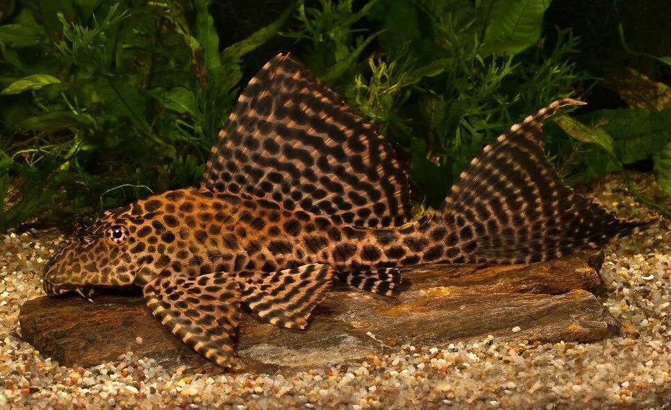 Плекостомус рыбка аквариумная фото Неоны рыбки: содержание и уход, виды, фото, видео