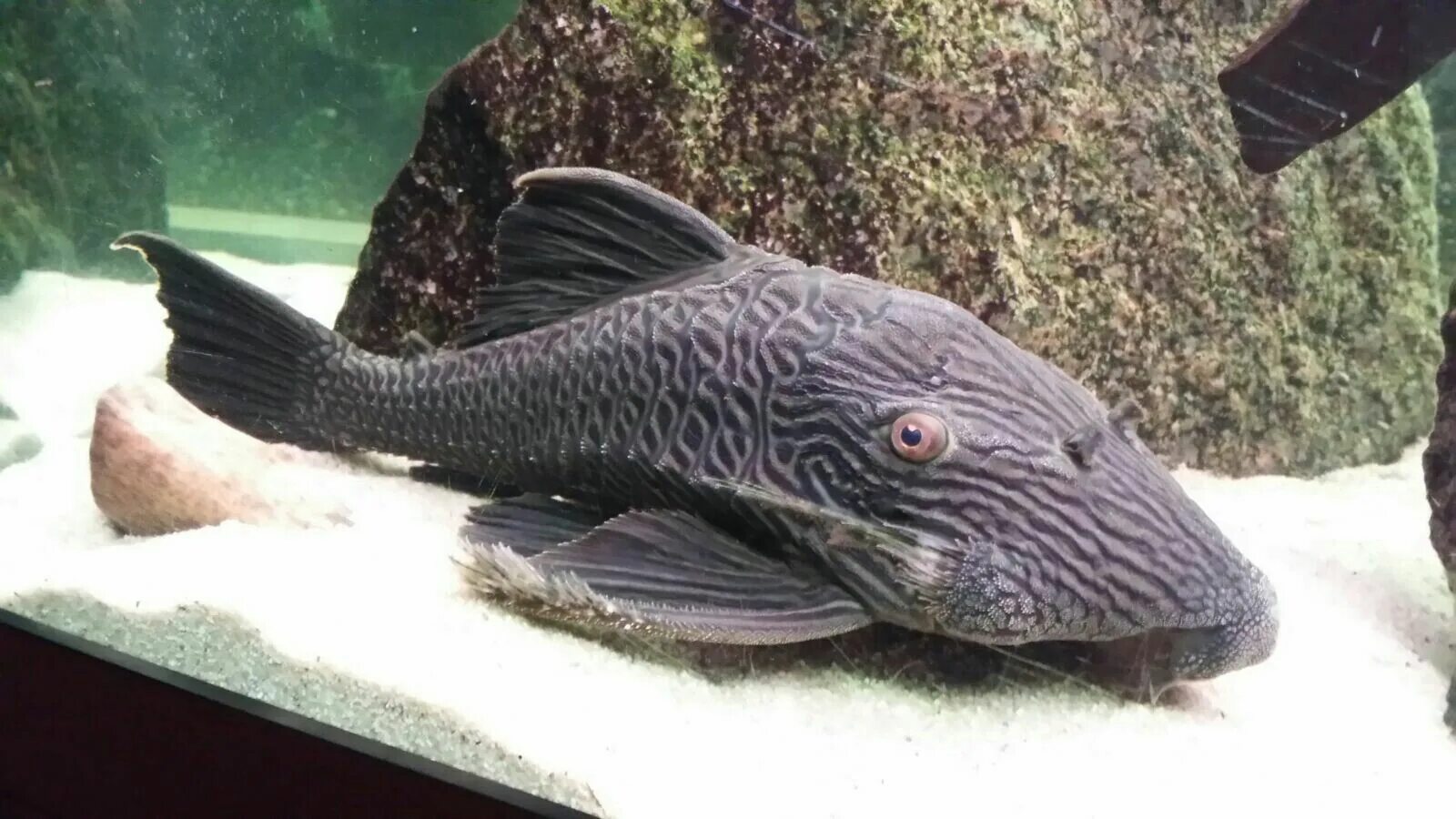 Плекостомус рыбка фото Royal Pleco l27 Fish, Pleco fish, Freshwater fish
