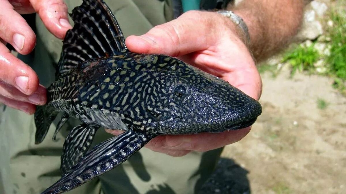 Плекостомус рыбка фото Плекостомус (Hypostomus plecostomus) описание, содержание