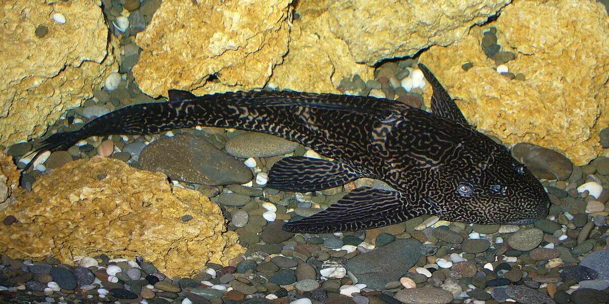 Плекостомус рыбка фото Файл:Unidentified Pterygoplichthys 1.jpg - Википедия