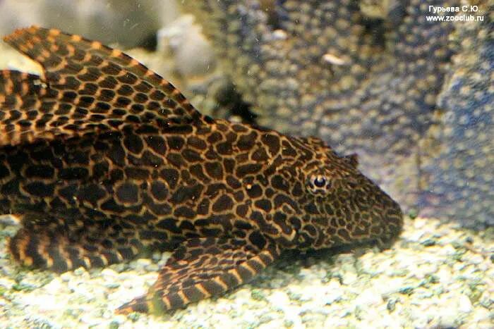 Плекостомус рыбка фото Плекостомус (Hypostomus plecostomus) фото, содержание уход аквариум, описание, к