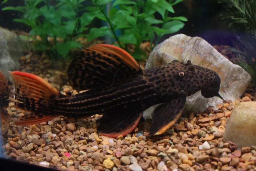 Плекостомус рыбка фото Marbled Achara Catfish