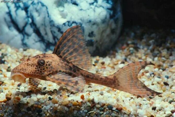 Плекостомус рыбка фото Плекостомус: фото, содержание, уход, совместимость