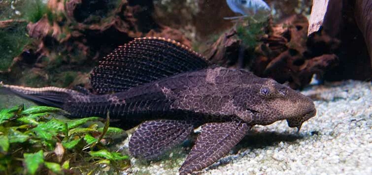 Плекостомус рыбка фото Giant Pleco Care Tropical Fish Hobbyist Magazine