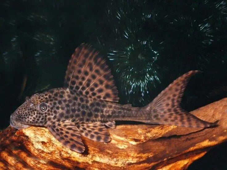 Плекостомус рыбка фото Suckermouth Catfish in 2020 (With images) Catfish, Plecostomus, Glass catfish