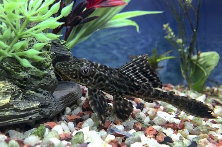 Плекостомус рыбка фото Плекостомусы сомики "прилипалы" в зоомагазине "Живая Природа": 2 500 тг. - Аквар