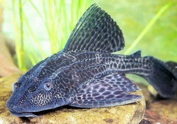 Плекостомус рыбка фото Плекостомус. Размер 5-7см. По 250 ₽ 2023 Аквариумные рыбки и растения в Пензе. В