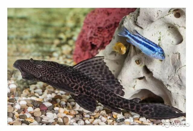 Плекостомус рыбка фото Плекостомус купить в Самаре Животные и зоотовары Авито