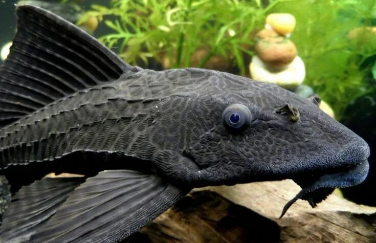 Плекостомус рыбка фото Рыба плекостомус Plecostomus, Pleco fish, Freshwater aquarium fish