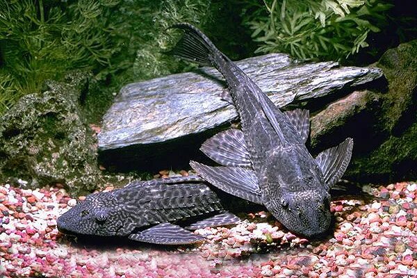 Плекостомус рыбка фото Плекостомус (Hypostomus plecostomus) 4-5 см купить за 196 руб. - ZOOMIX