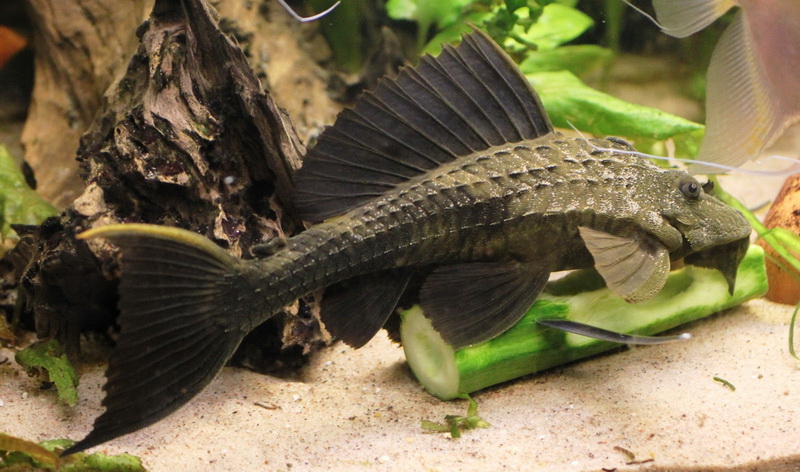 Плекостомус рыбка фото Сом птеригоплихт: разновидности и рекомендации по уходу