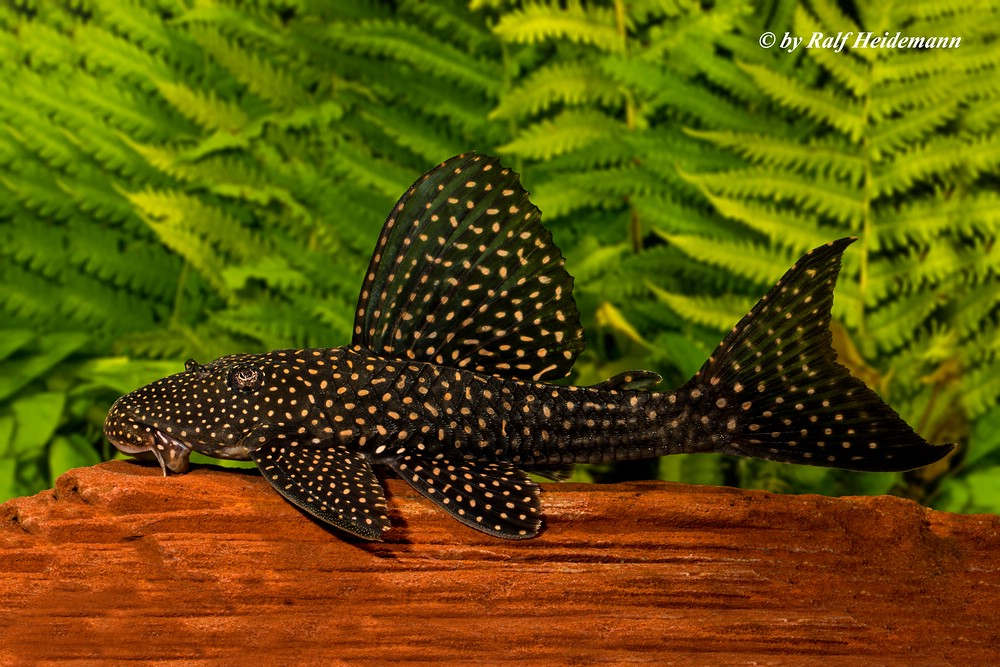 Плекостомус рыбка фото Картинки ПЛЕКОСТОМУС РЫБКА АКВАРИУМНАЯ