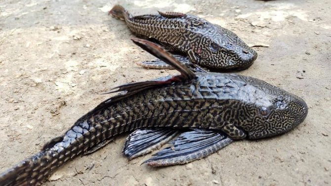 Плекостомус рыбка фото Плекостомус: фото, содержание, уход, совместимость