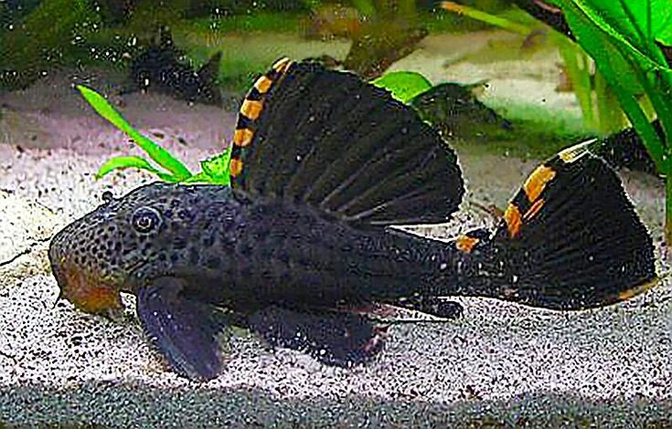 Плекостомус рыбка фото Plecostomus (Hypostomus plecostomus)