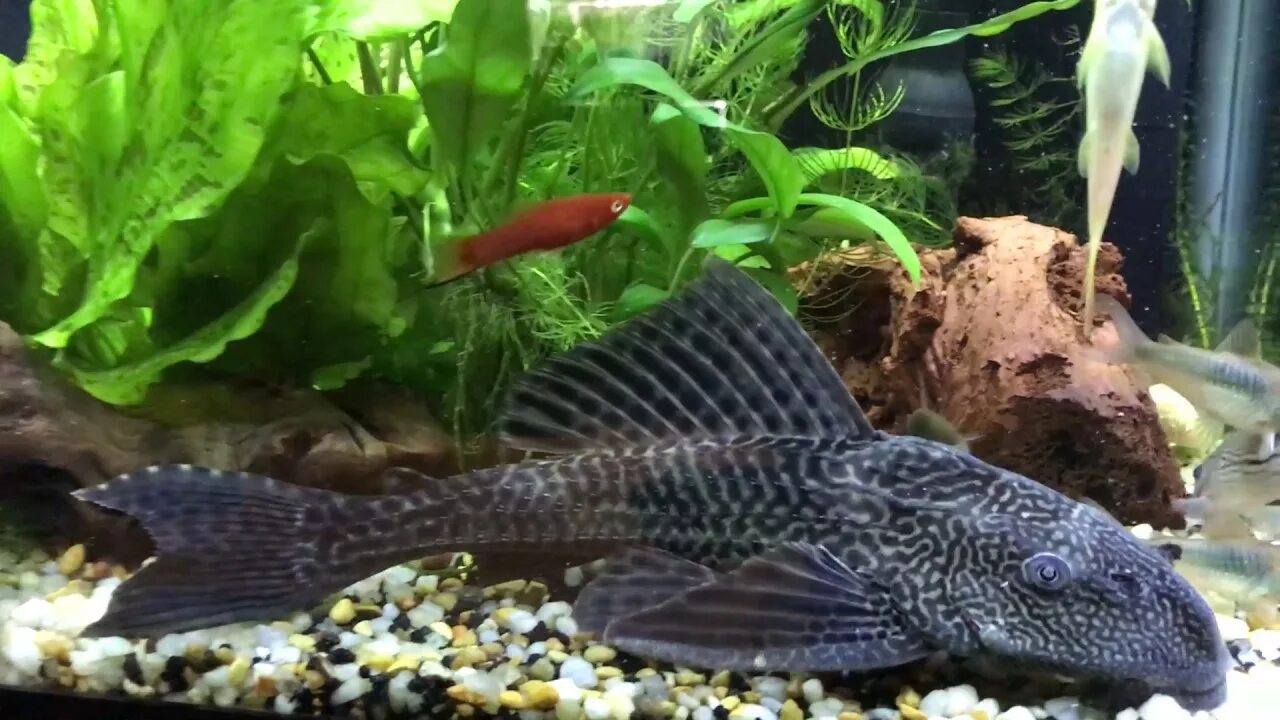 Плекостомус рыбка фото Мой любимый плекостомус (присоска) и другие обитатели аквариума - YouTube