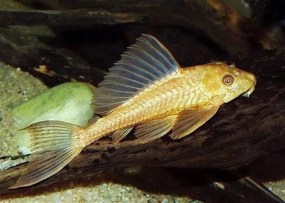 Плекостомус рыбка фото Сом Плекостомус обыкновенный альбинос Hypostomus plecostomus в РОССИИ. Цена това