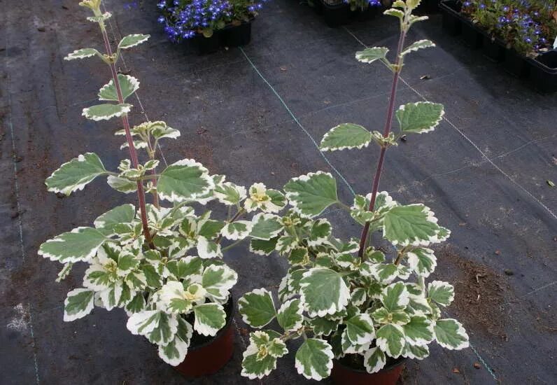 Плектрантус фото и описание комнатное растение Плектрантус фото уход и выращивание: найдено 90 изображений