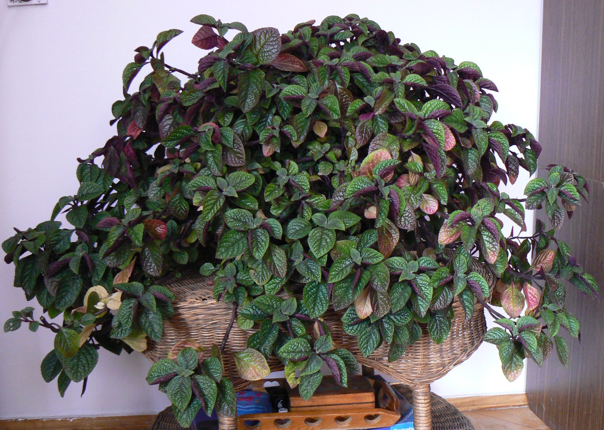 Плектрантус фото и описание комнатное растение Плектрантус ампельный фото: найдено 90 картинок