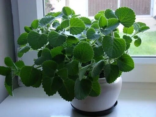 Плектрантус фото и описание комнатное растение Мята комнатная, 50р укорененный отросток Садовые и комнатные излишки цветов и тд