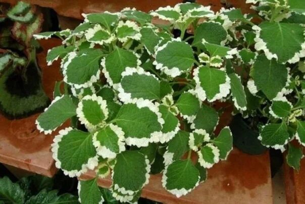 Плектрантус фото и описание комнатное растение Плектрантус (комнатная мята). Подрощенные черенки , просятся на пересадку. Цена 