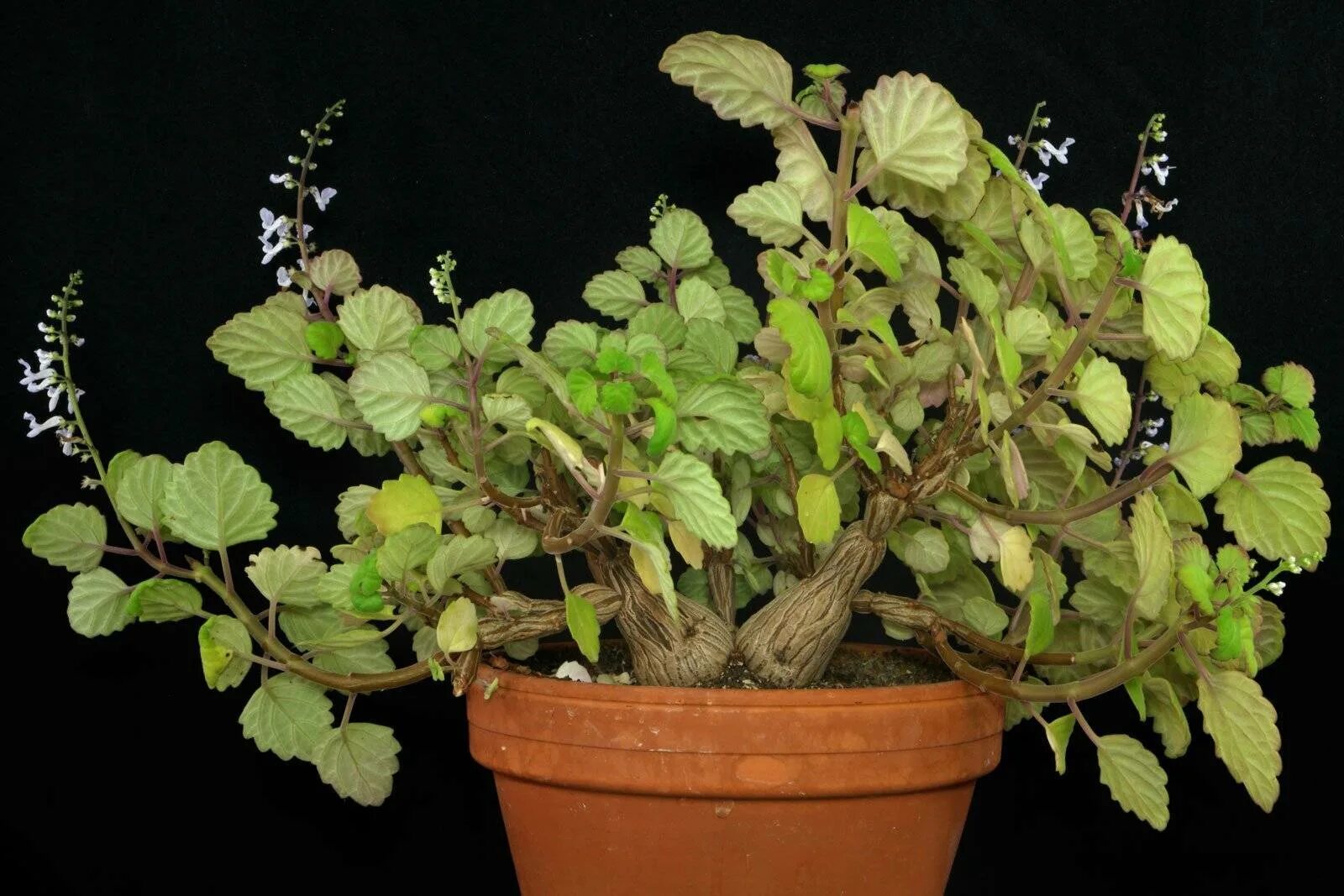 Плектрантус фото и описание комнатное растение Плектрантус ампельный: советы по уходу и лучшие фотографии Эко-фокус Фотогалерея