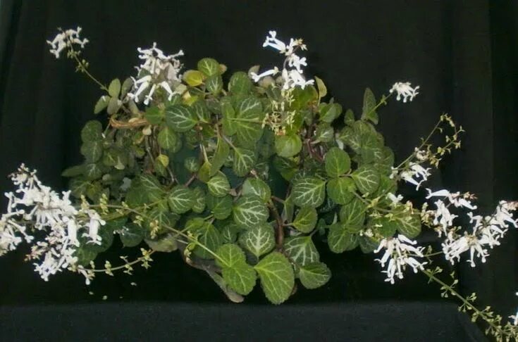 Плектрантус фото комнатный уход в домашних Пин на доске пленктрантус