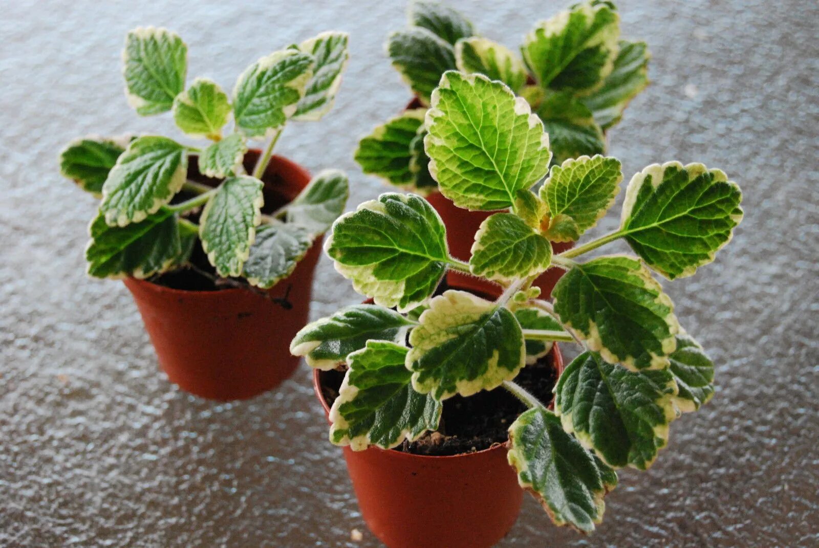 Плектрантус фото комнатный уход в домашних Мята цветок комнатный: найдено 84 картинок