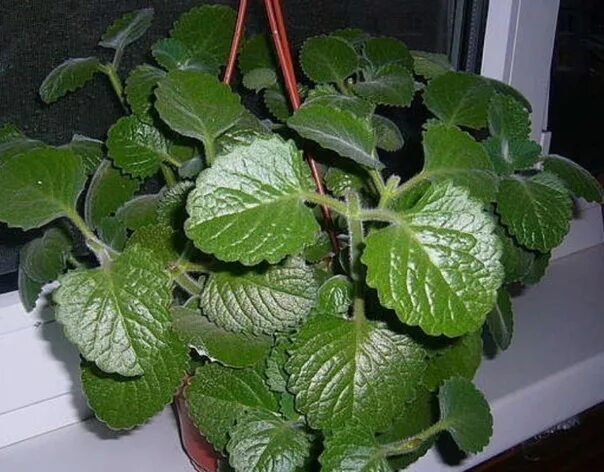 Плектрантус фото комнатный уход в домашних How to care for room mint? Simple but effective expert advice ! Plektrantus is o