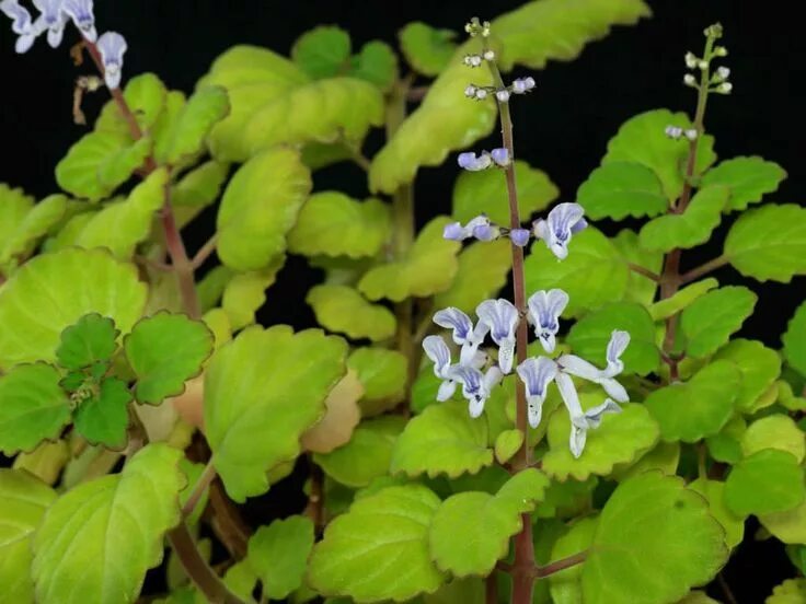 Плектрантус фото цветов Plectranthus verticillatus (Swedish Ivy) - World of Succulents Harfenstrauch, Ef