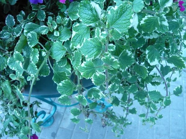 Плектрантус фото цветов Ответы Mail.ru: Что это за растение?