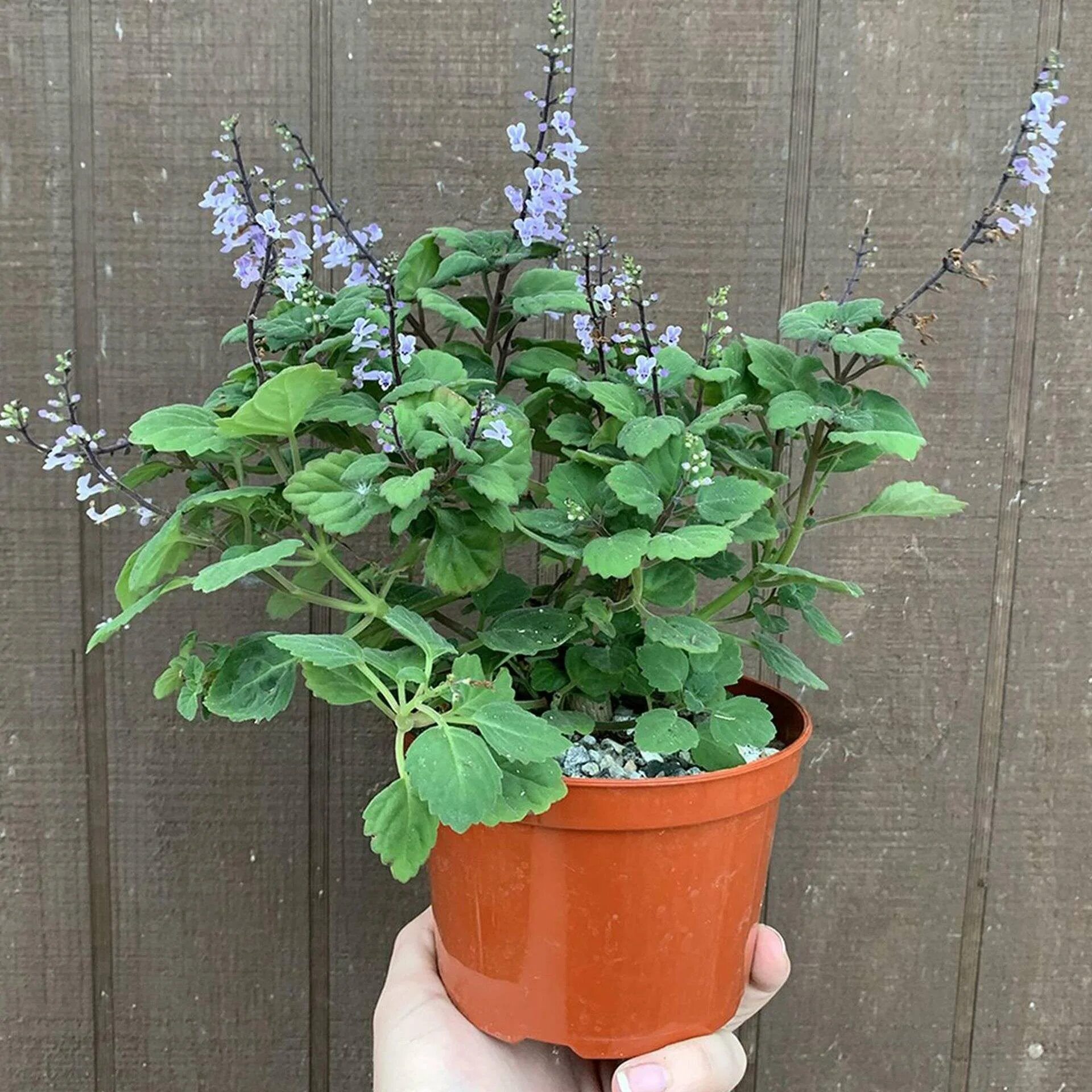 Плектрантус фото цветов Плектрантус (комнатная мята) уход в домашних условиях