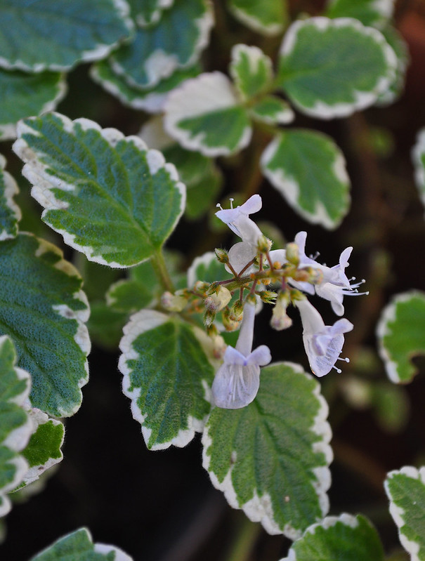 Плектрантус фото цветов Красота Плектрантус амбоинский: Фото из разных уголков мира Торты, конфеты, пиро