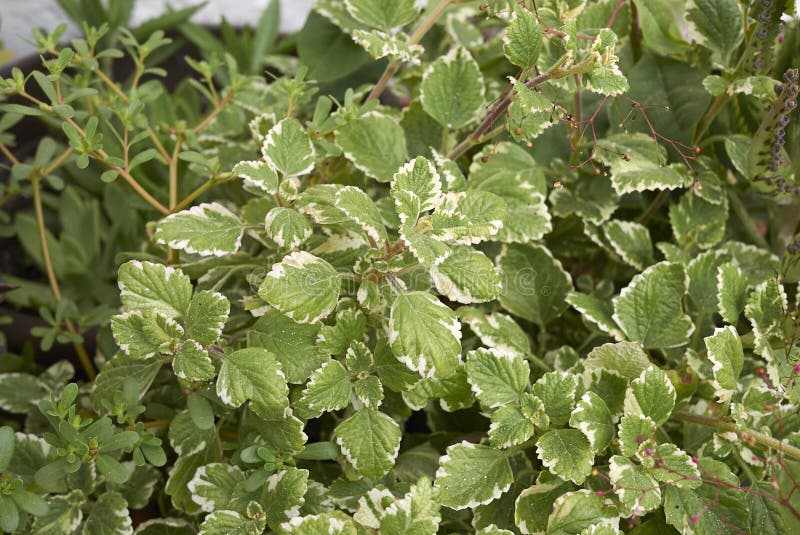 Плектрантус фото цветов 4,055 Plectranthus стоковые фото - бесплатные и стоковые фото RF от Dreamstime -