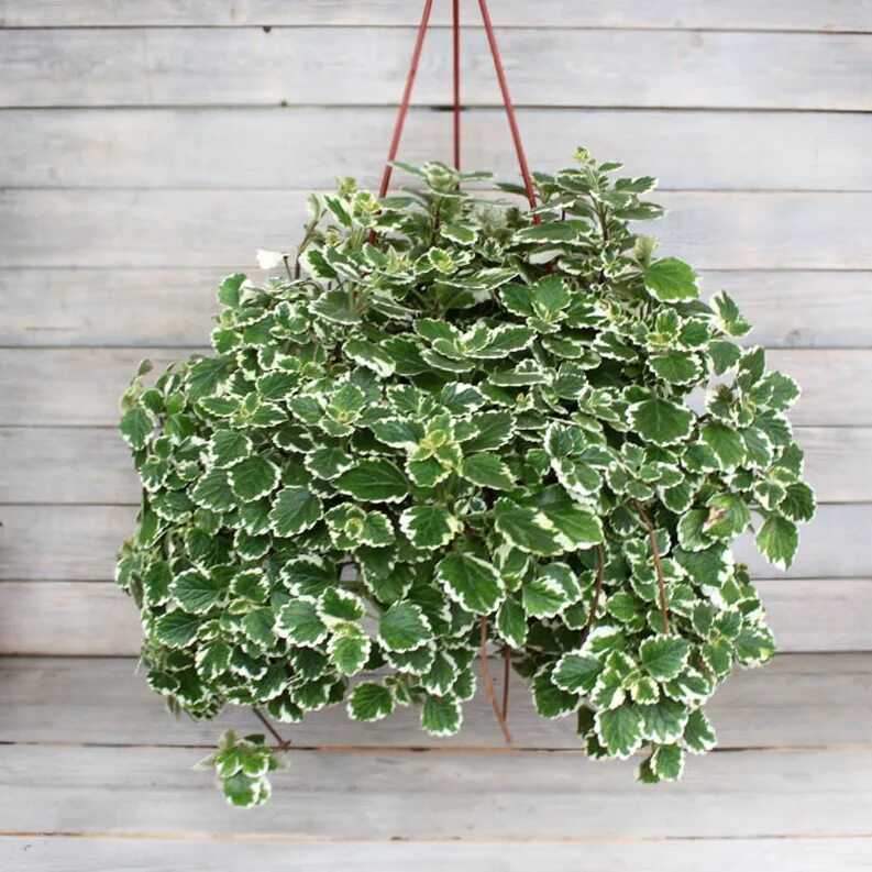 Плектрантус фото цветов Плектрантус пестрый (Variegata) в кашпо 23 см, каталог, цены, фото - купить в Мо