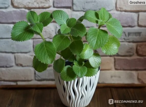 Плектрантус фото цветов Плектрантус Войлочный (Plectranthus hadiensis) Мольное дерево - "Комнатная мята 