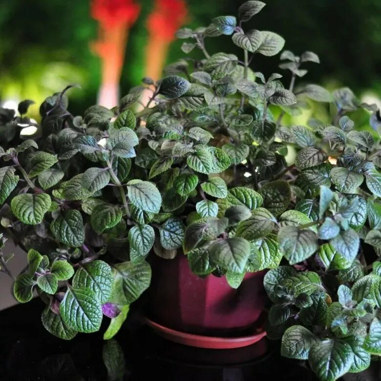 Плектрантус фото уход в домашних Плектрантус - купить в Зеленограде, цена 50 руб., продано 8 сентября 2022 - Раст