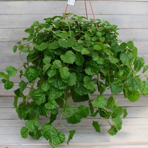 Плектрантус фото уход в домашних Plectranthus australis- Плектрантус Южный- рассада цветов, купить в СПб