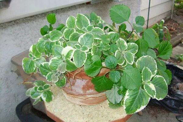 Плектрантус фото уход в домашних Плектрантус ампельный - Каталог - Sadko-Plant.ru