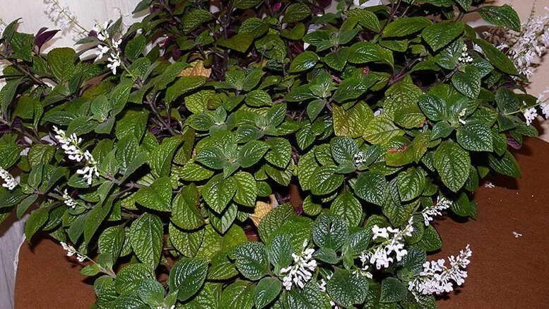 Плектрантус фото уход в домашних Плектрантус Колеусовидный шоколадный 3 шт в контейнере Р9 - купить с доставкой п