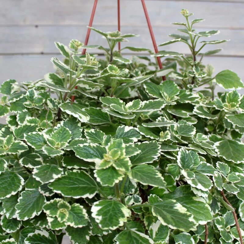 Плектрантус фото уход в домашних Плектрантус пестрый (Variegata) в кашпо - Рассада цветов и овощей.