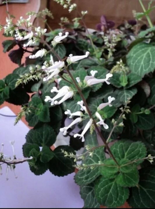 Плектрантус как цветет фото Плектрантус - купить в Москве, цена 200 руб., дата размещения: 30.08.2024 - Раст