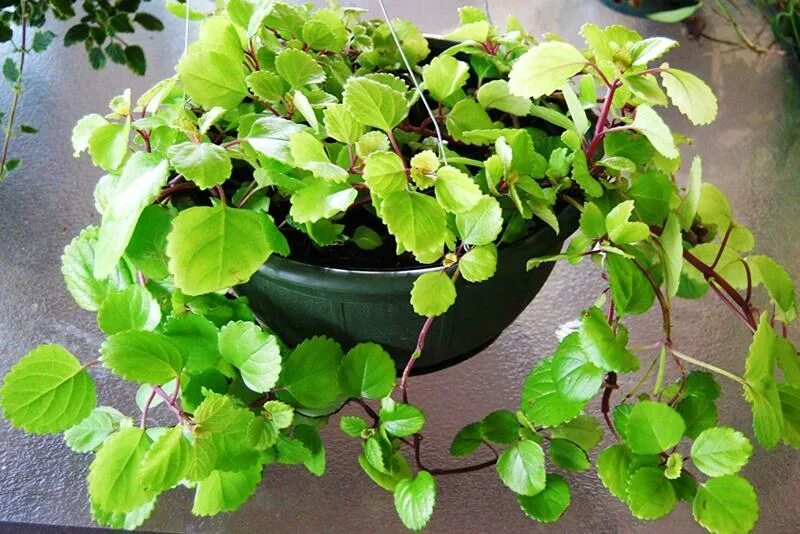 Плектрантус как цветет фото Ответы Mail.ru: Что за растение на фото?