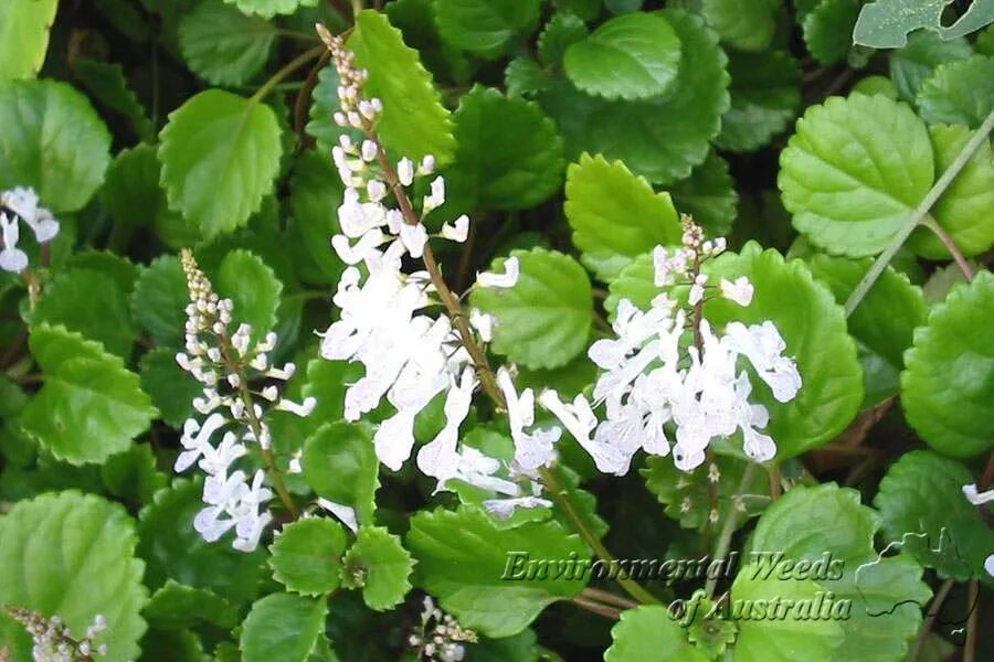 Плектрантус как цветет фото plectranthus verticillatus, white Pretty plants, Planting flowers, Garden plants