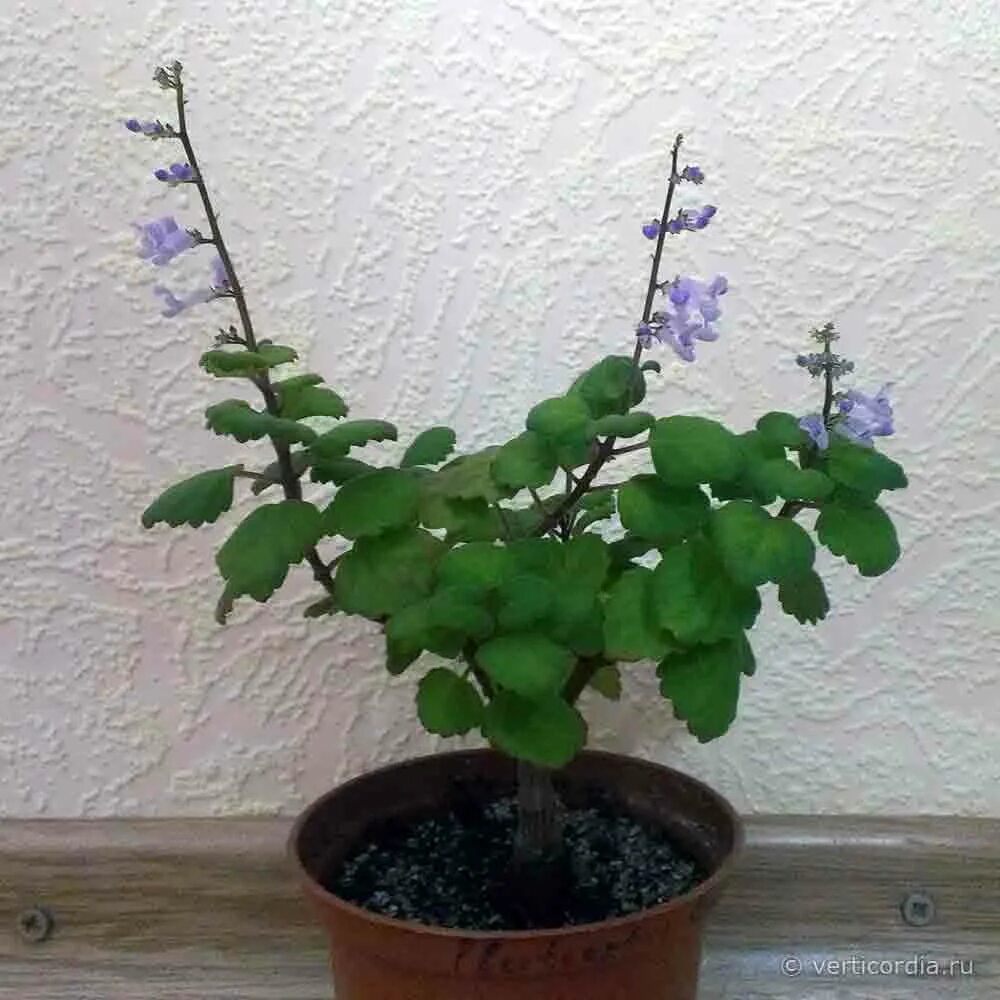Плектрантус как цветет фото Вертикордия - Плектрантус Эрнста (Plectranthus ernstii)