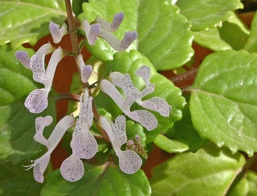 Плектрантус как цветет фото Ответы Mail.ru: Как называется растение